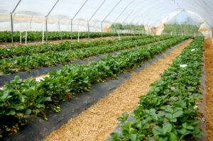 N.C. Strawberries_high tunnel production