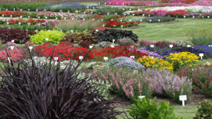 The Color Trials garden area at NC State University's JC Raulston Arboretum.