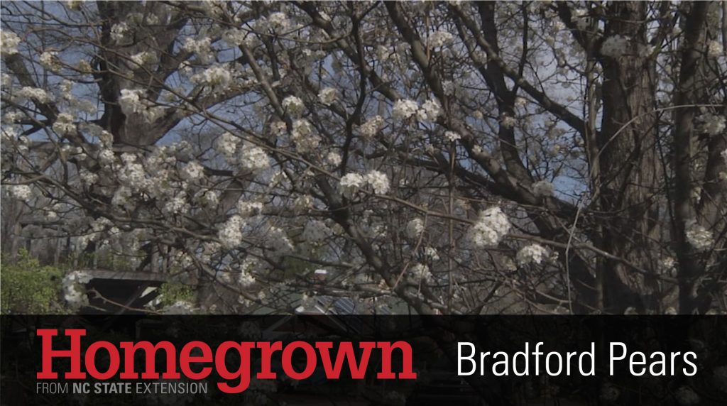 A photo of blooming Bradford pear trees