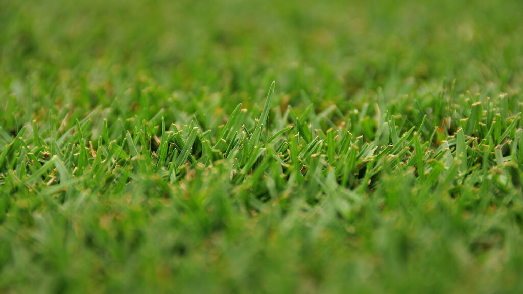 Close-up look of a grass lawn.