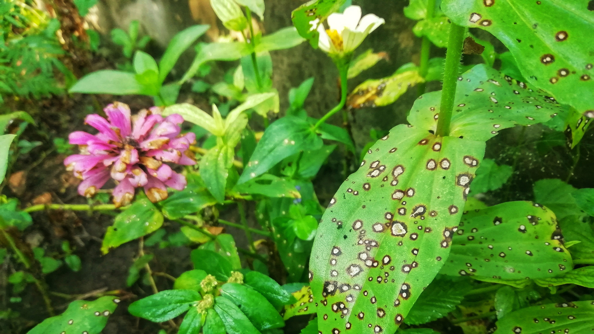 A diseased zinnia flower with rust on its leaves