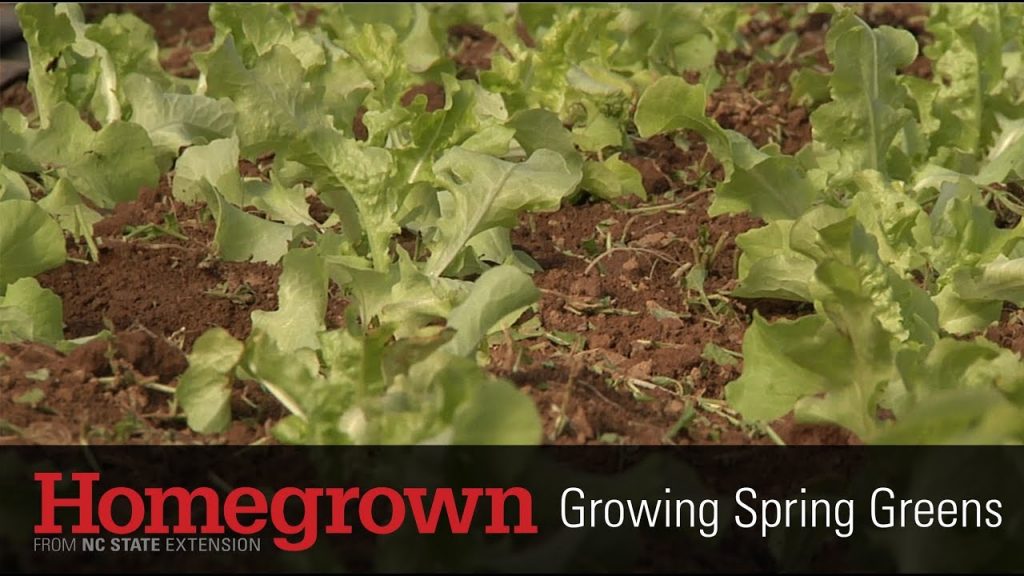 Homegrown series_Growing Spring Greens video image