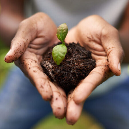 Cropped shot of a growing plant in a man's hands
