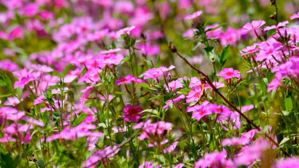 Bright pink downy phlox flowers in a field