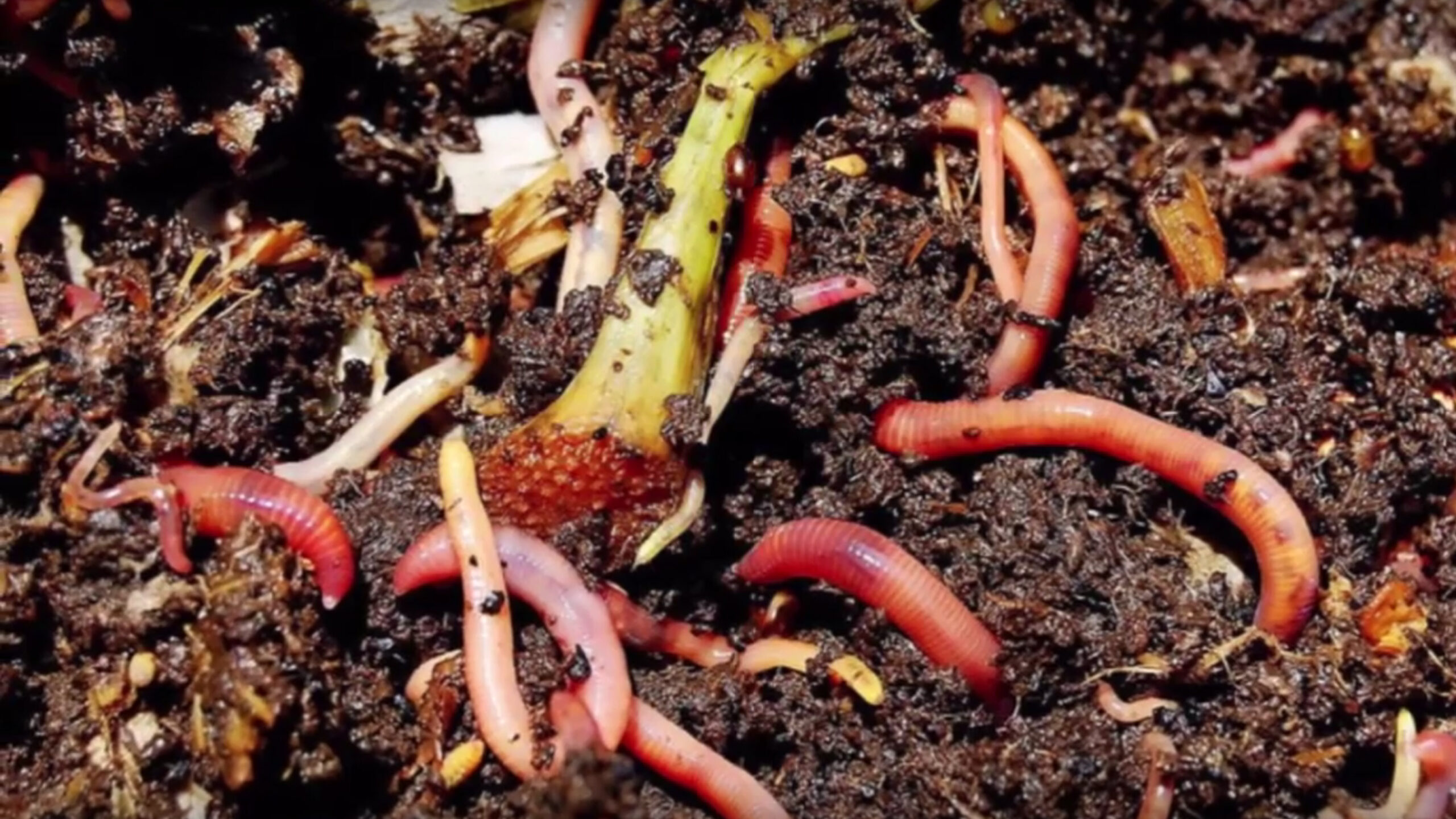 Worms in a compost bin with food scraps and soil