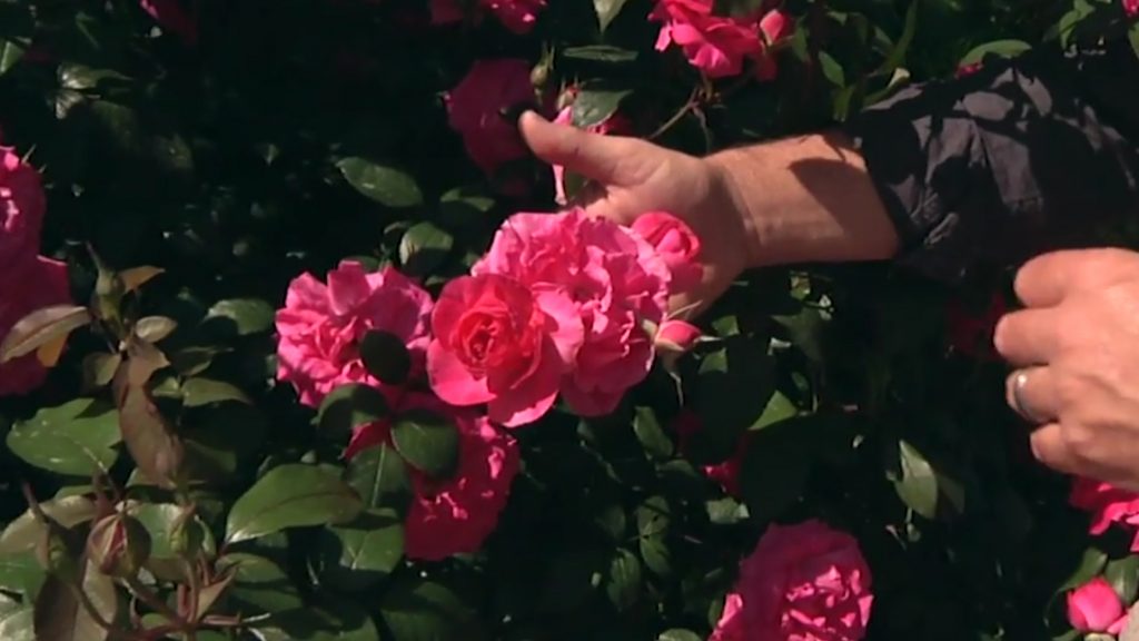 A hand holding a Tahitian Treasure Rose on the bush as a demonstration for a Homegrown video from NC State Extension.
