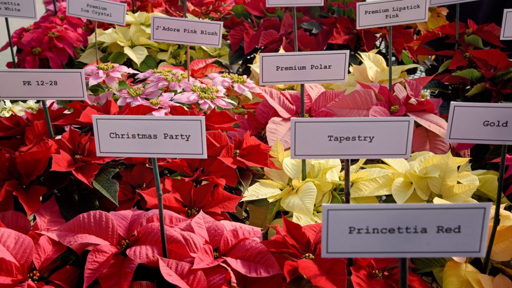 A variety of poinsettia plants at Poinsettia Field Day in a Raulston Arboretum greenhouse.