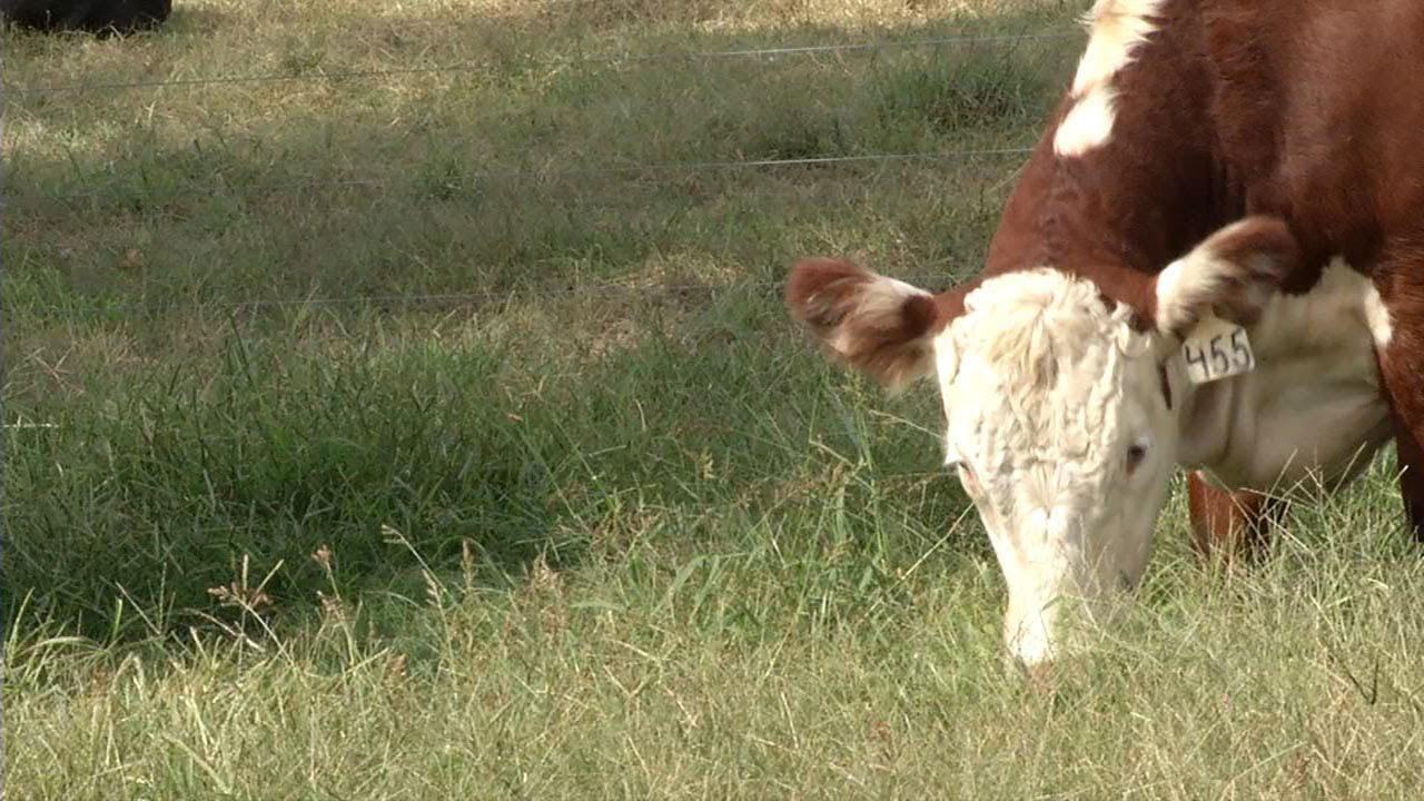 A cow grazes on grass