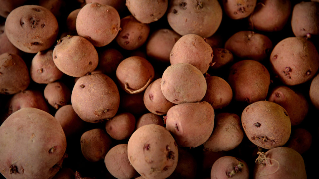 Russet potatoes from the North Carolina State Farmers Market