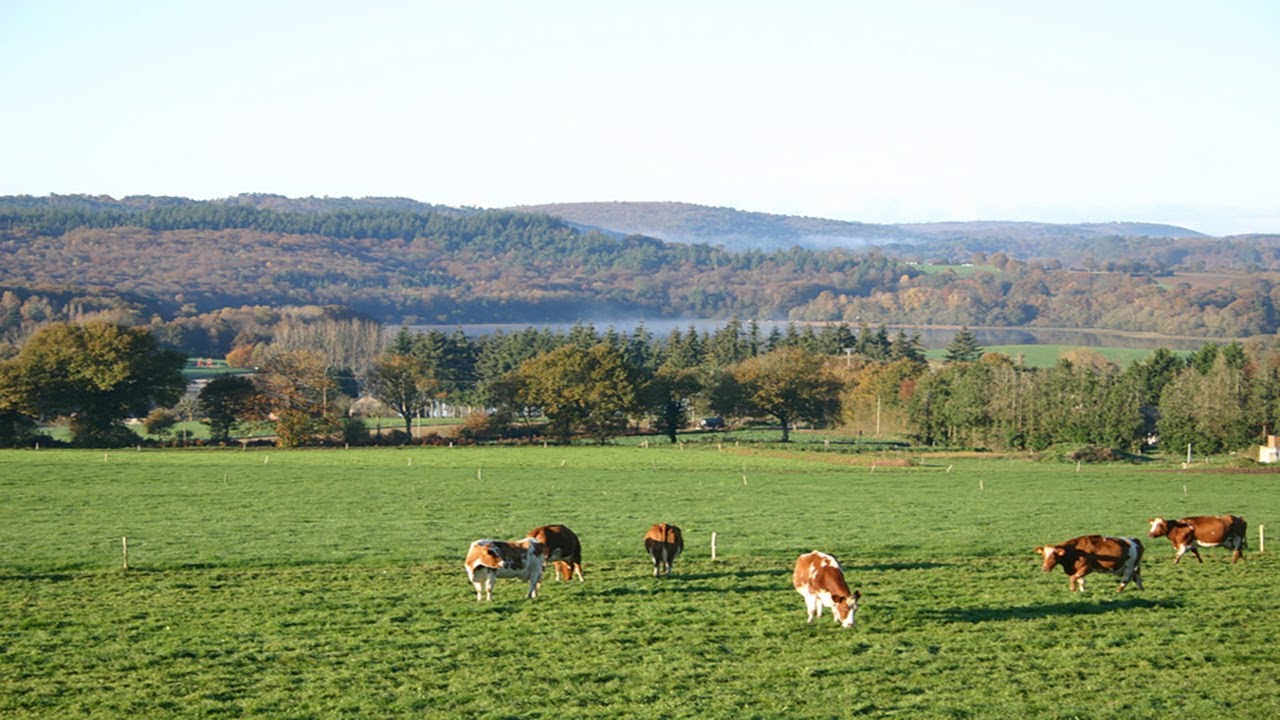 Photo of cows grazing in a pasture with hills in the background