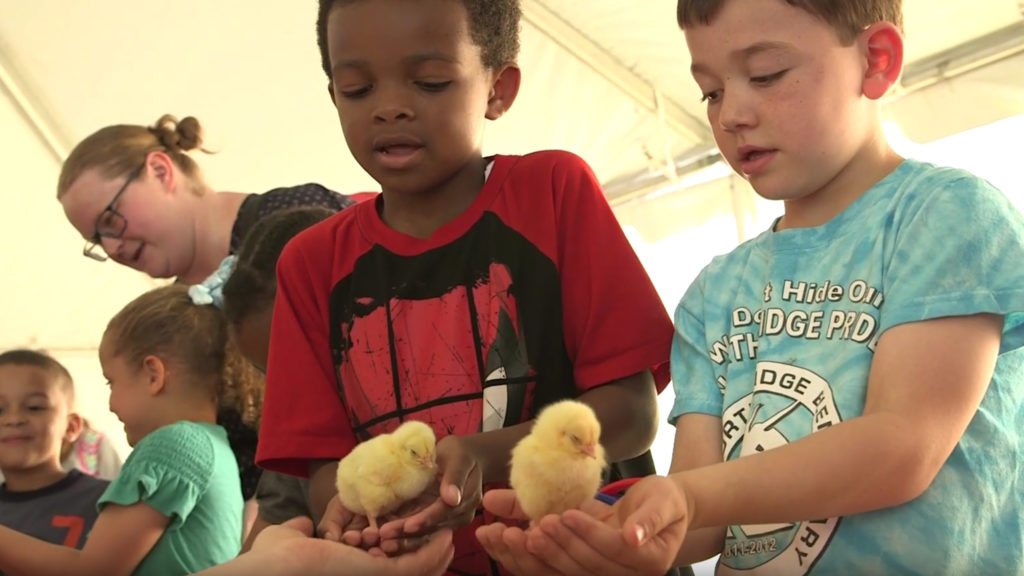 Two young boys are holding yellow baby chicks at a farm education event by NC State University.