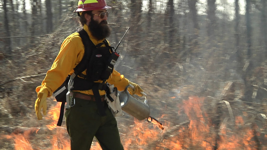 A professional forester conducts a prescribed burn using a drip torch