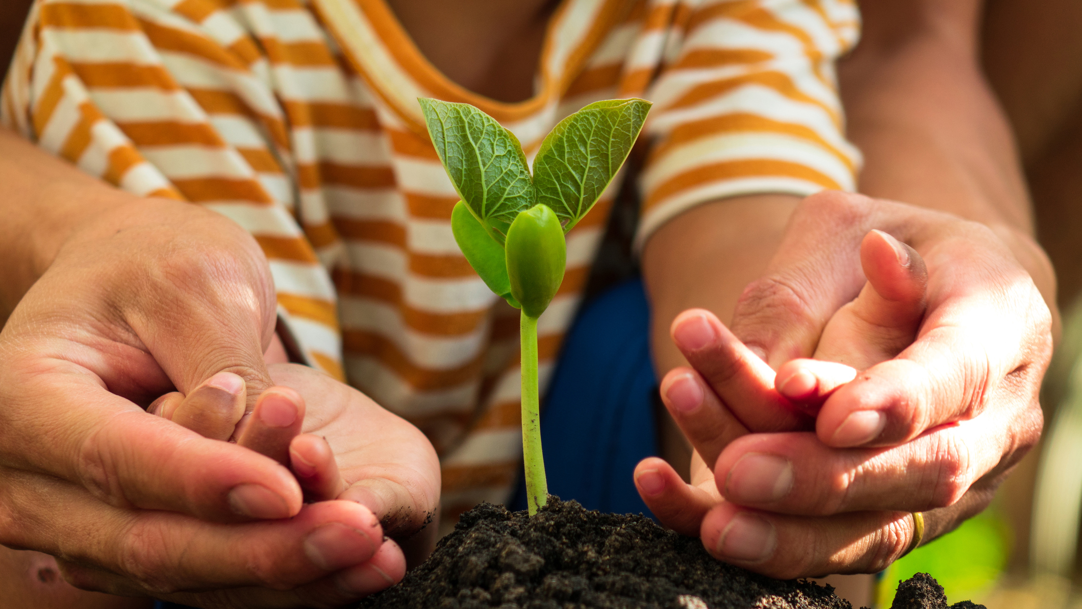 A parent and child's hands around a plant seedling that has sprouted from a mound of soil