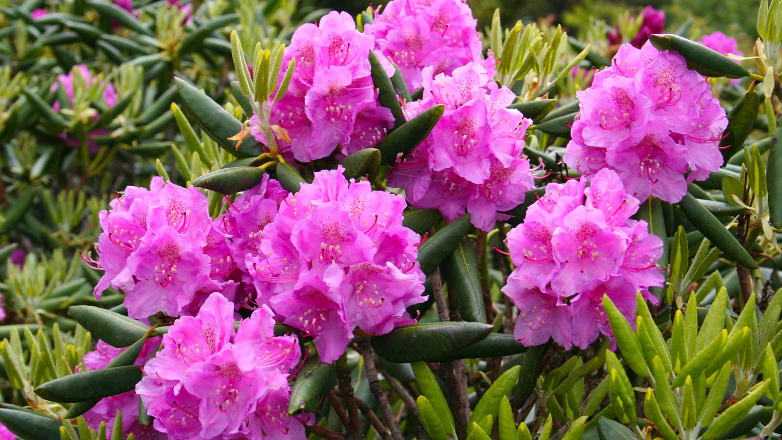 Growing Rhododendrons in North Carolina   Homegrown   NC State ...