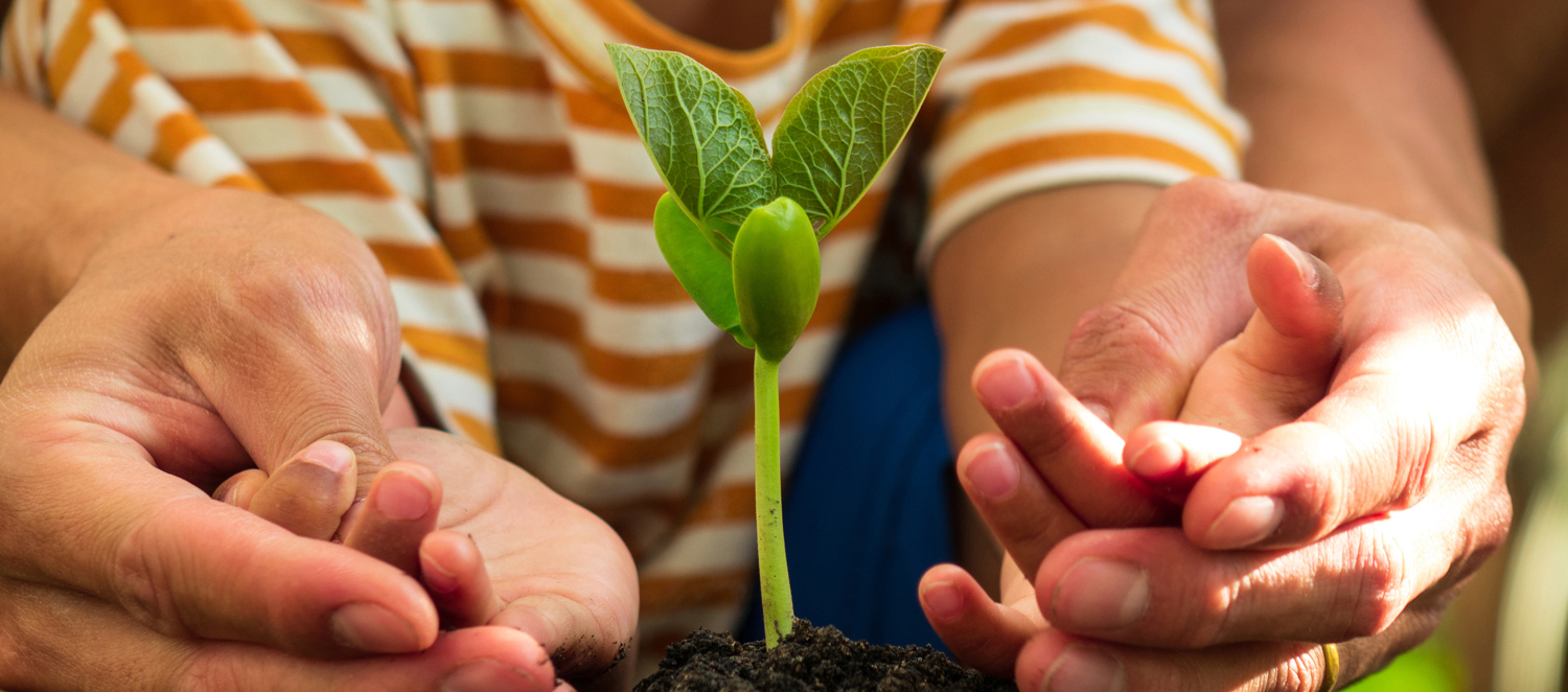 A parent and child's hands around a plant seedling that has sprouted from a mound of soil