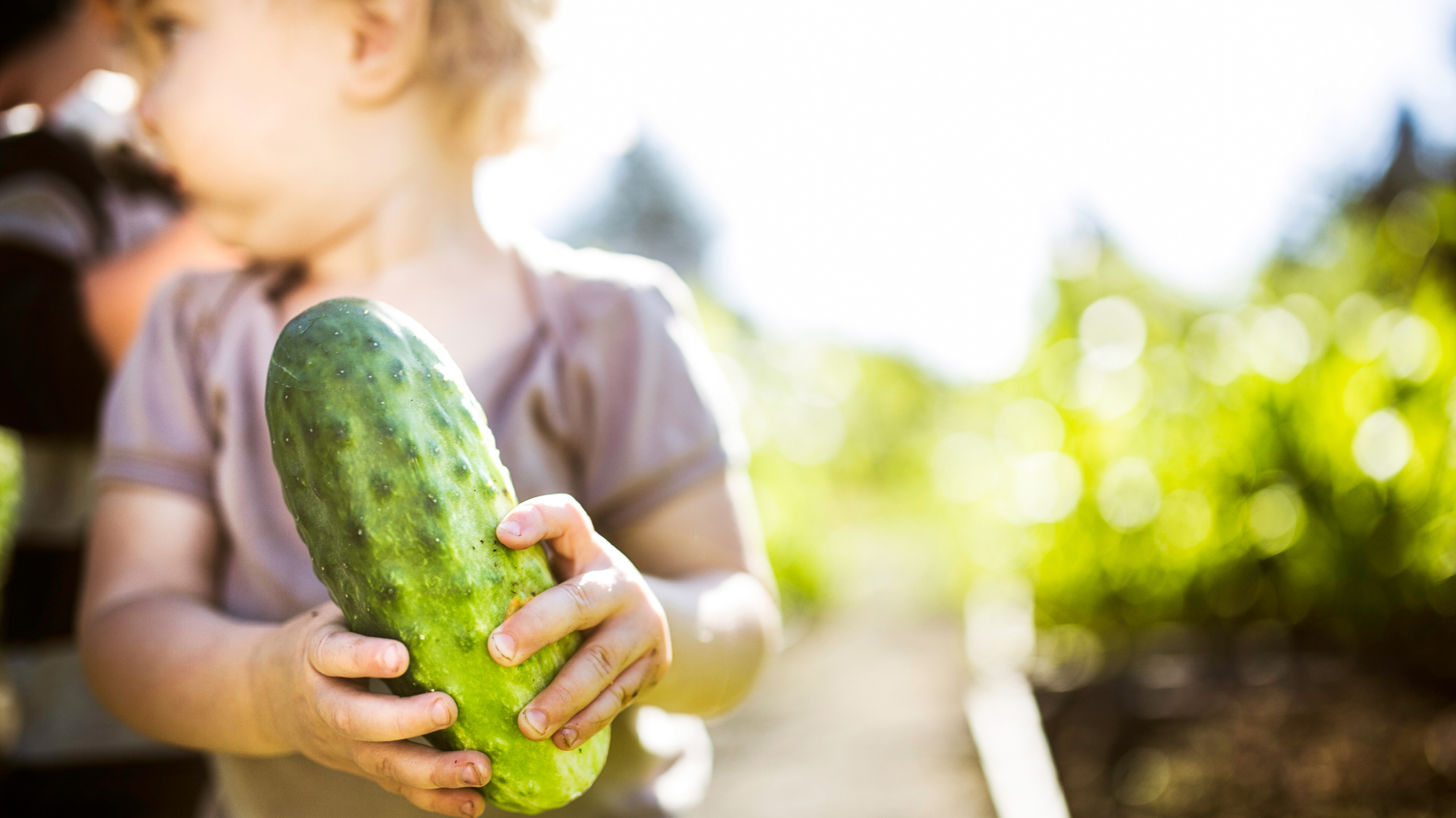 A cute little girl holds a freshly picked cucumber from a raised bed garden. Selective focus on the cucumber in the foreground.