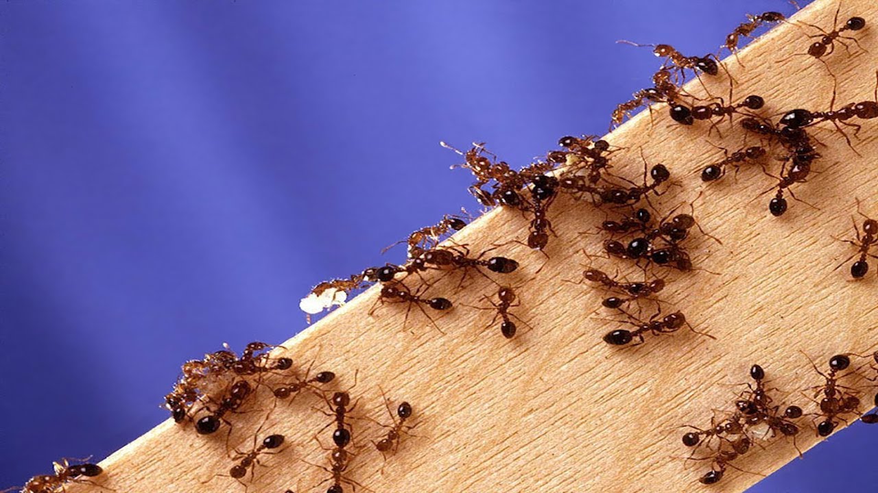 Numerous fire ants on a piece of wood in front of a blue background