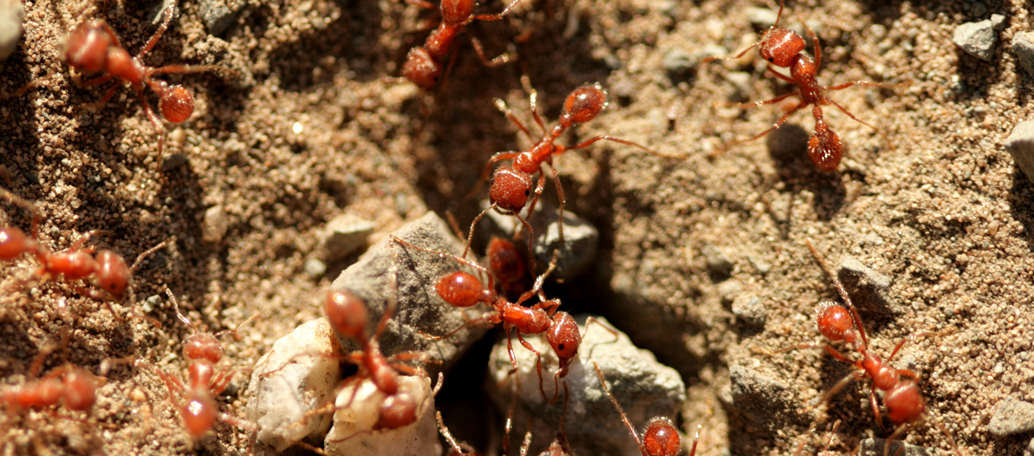 A close-up of ants working together on a dry open patch of land