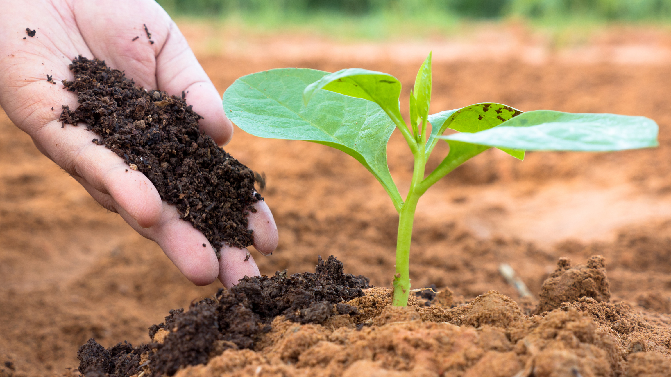 Close up of farmer hand applying compost fertilizer to a plant in the soil