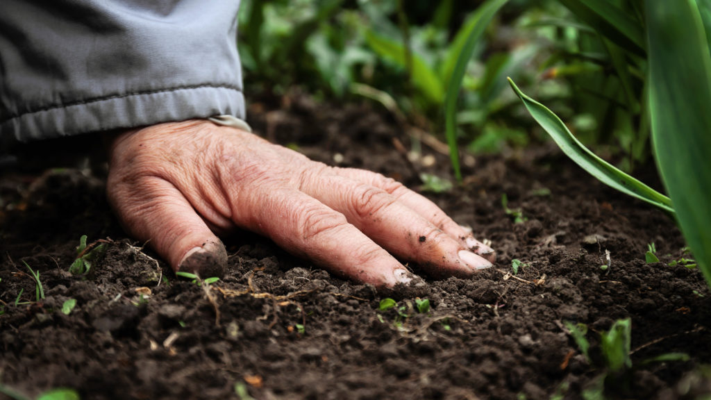 Close up image of a hand on the soil in a garden.