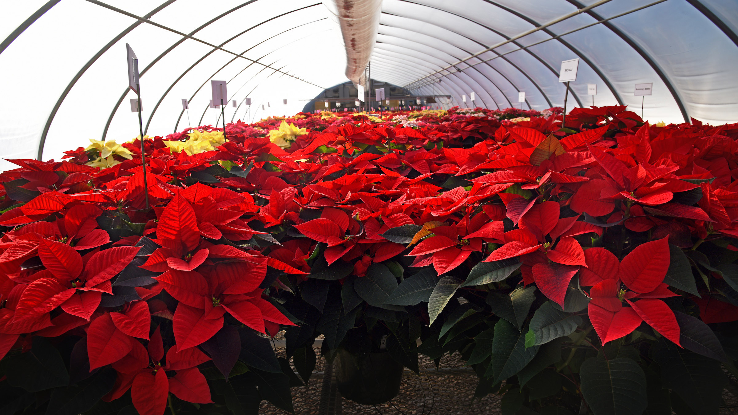 A sea of poinsettia plants at Poinsettia Field Day in NC State University's Raulston Arboretum greenhouse.
