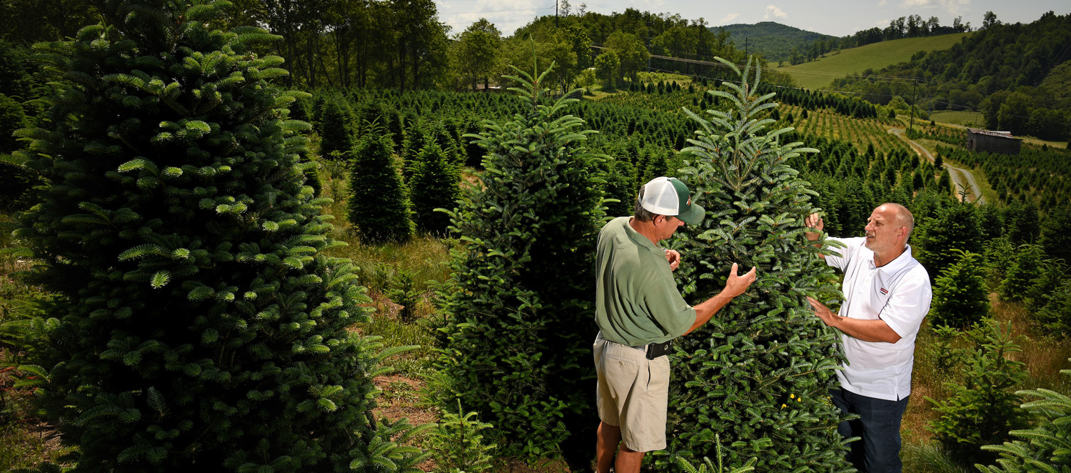 A farmer and Extension agent inspect a Christmas tree at a Christmas tree farm in the North Carolina mountains.