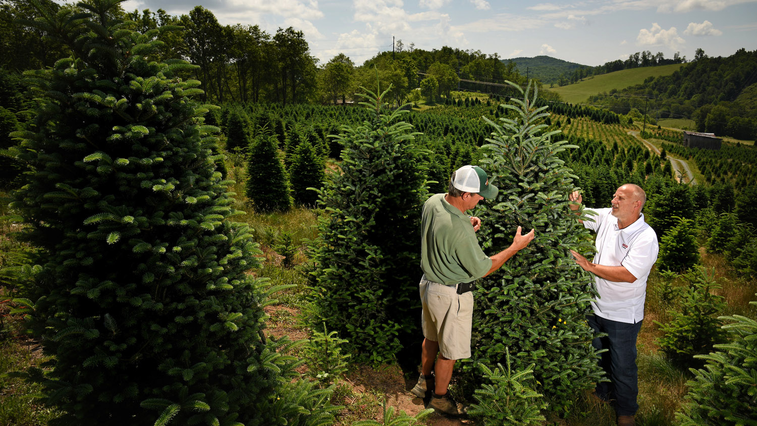 A farmer and Extension agent inspect a Christmas tree at a Christmas tree farm in the North Carolina mountains.