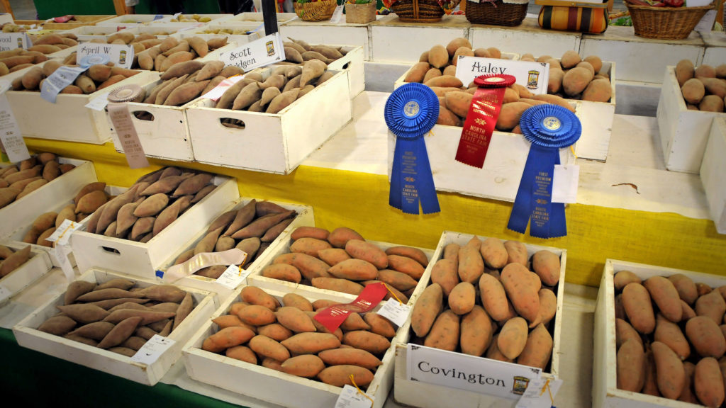 Sweet potato winners with blue ribbons at the N.C. State Fair