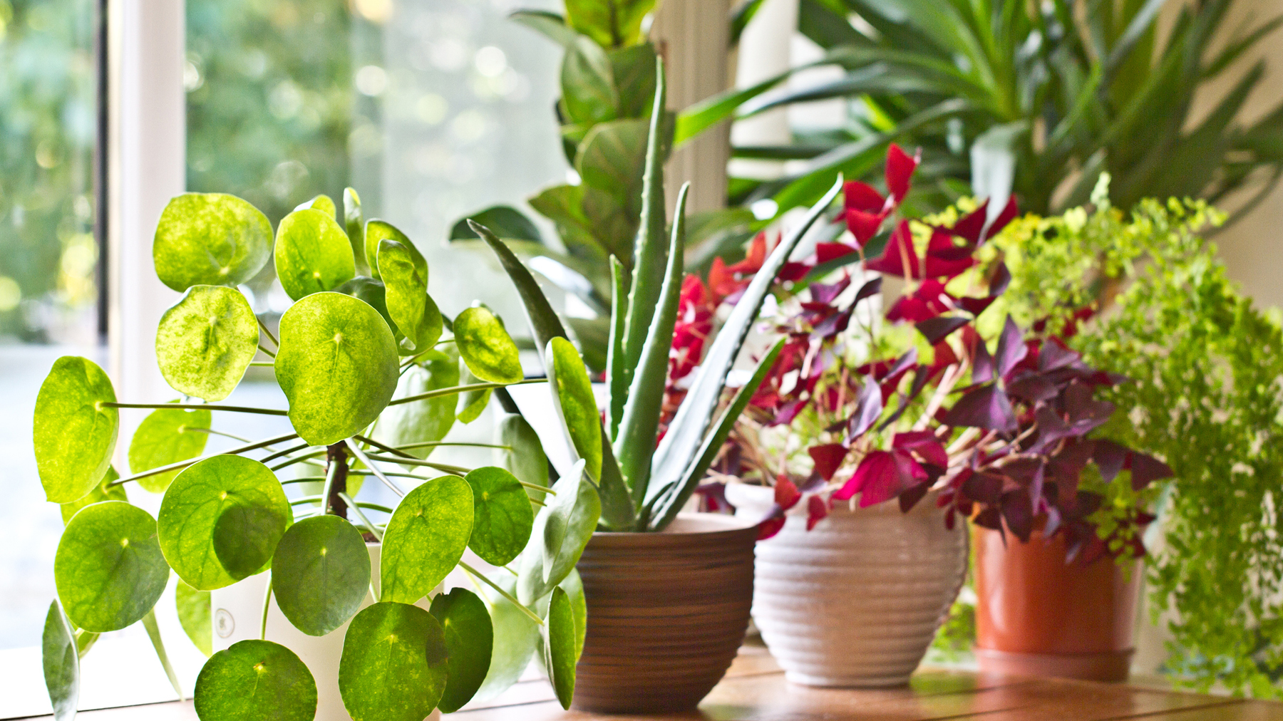 Various green house plants beside a window