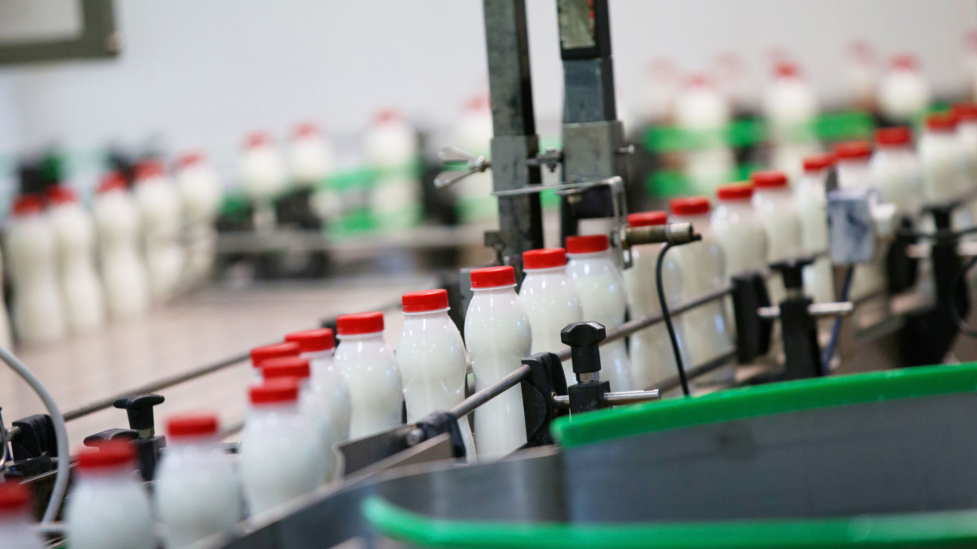 Milk bottles on a conveyor belt in a milk factory