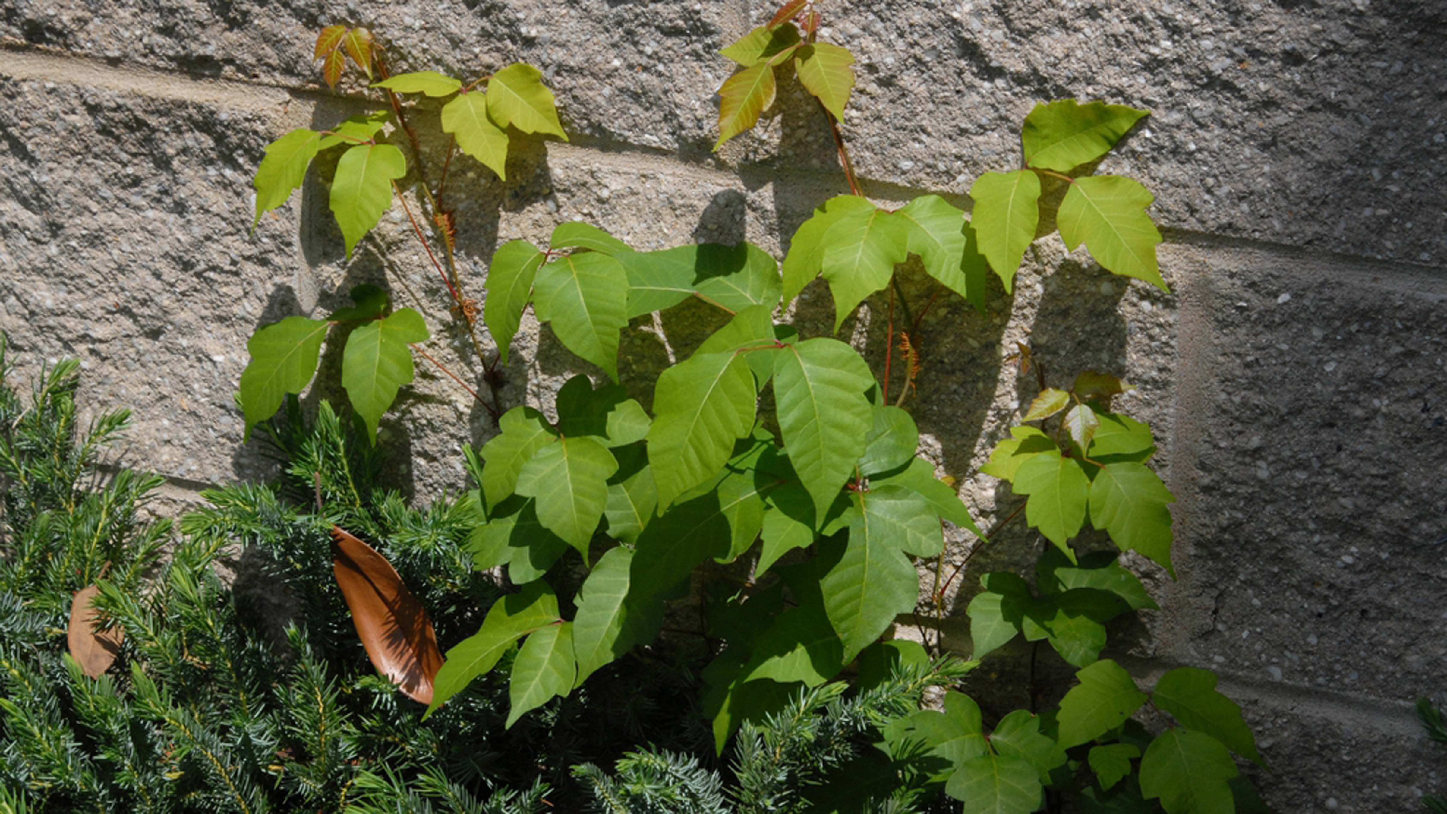 Toxicodendron radicans, commonly known as Poison ivy, vines on a stone wall