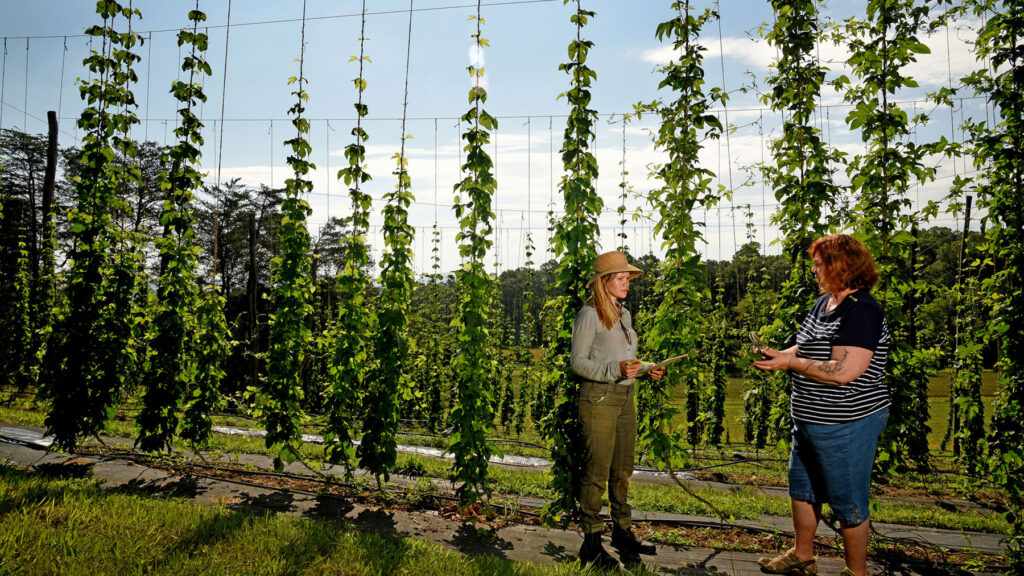 A farmer and a specialist from NC State Extension stand talking in front of large hop bines in a field.