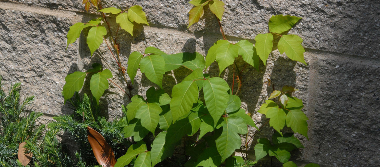 Toxicodendron radicans, commonly known as Poison ivy, vines on a stone wall