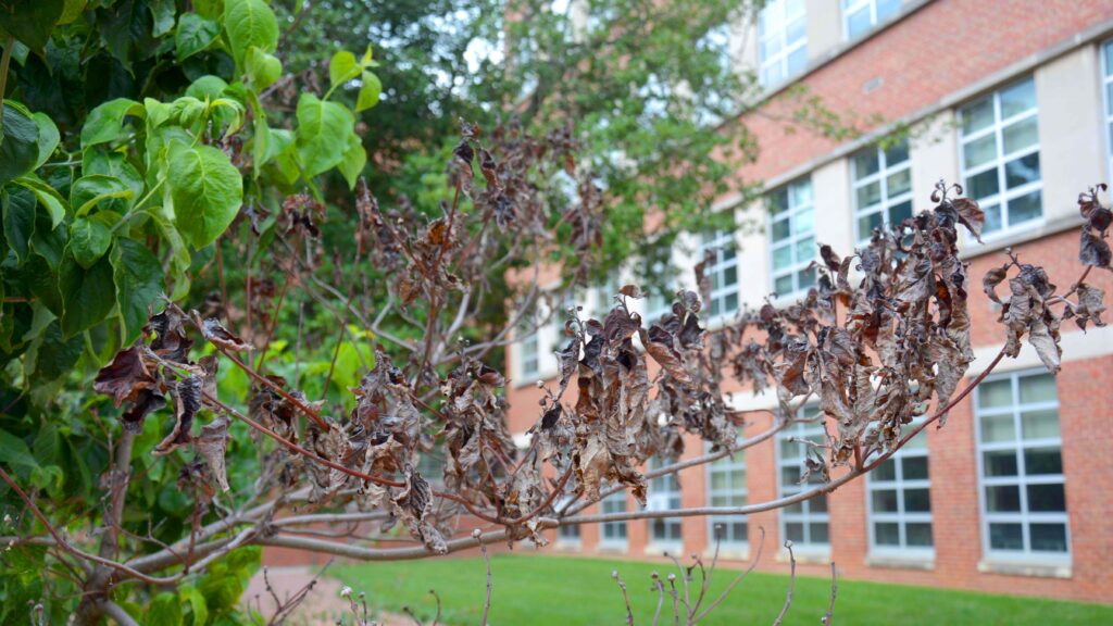 A dogwood tree outside a brick university building is showing signs of dieback on one of its branches.