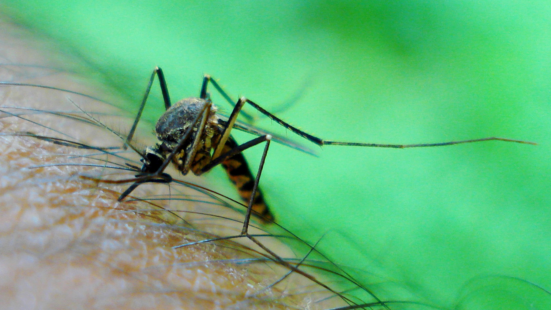 A close-up view of a garden mosquito on a person's arm.