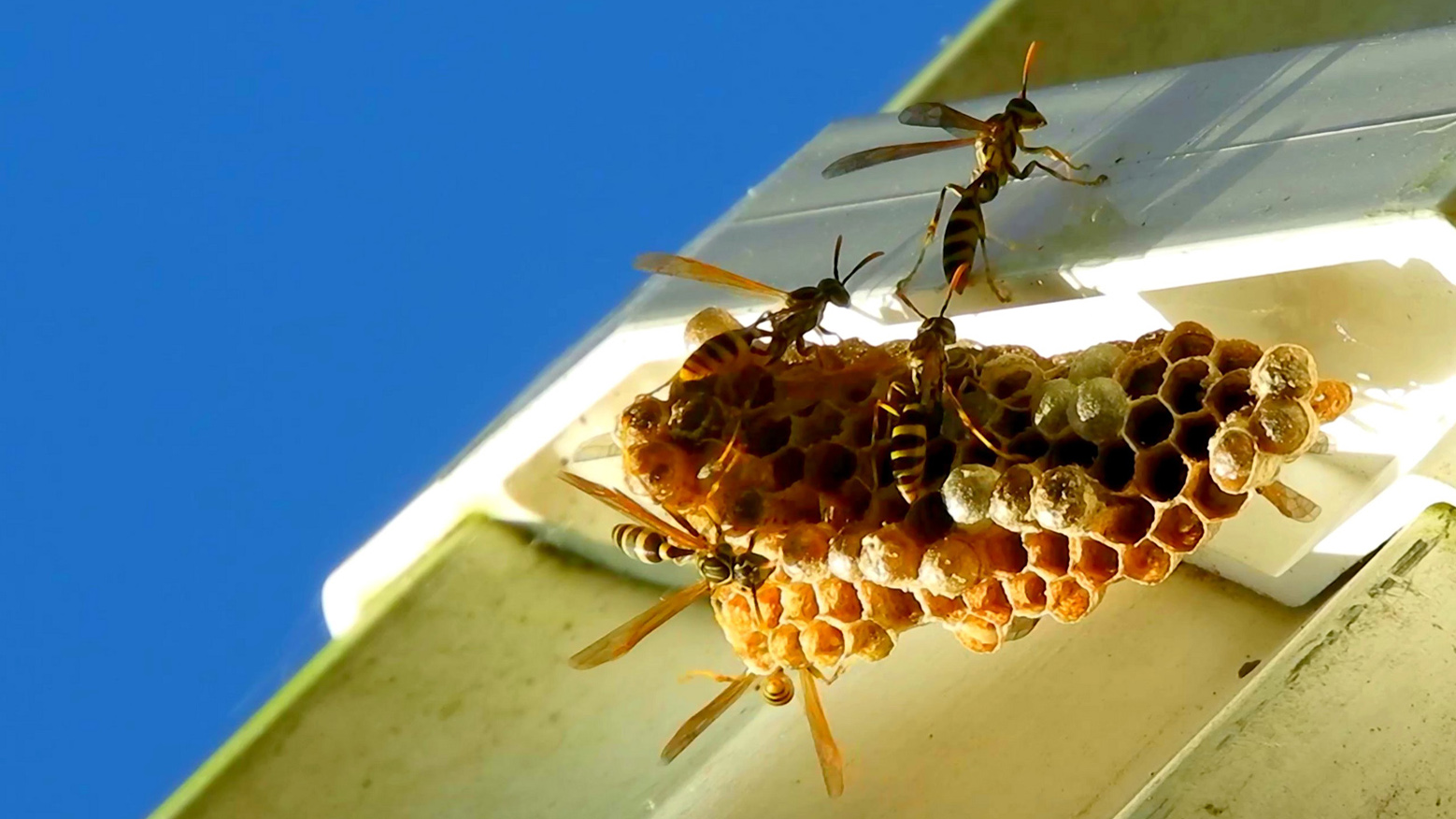 A wasp nest with multiple wasps flying around on the roof of a white house