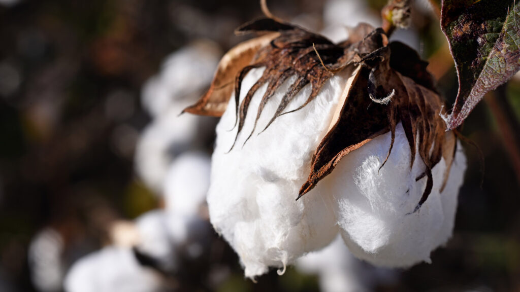 Close-up of the cotton ball on the plant in the field.