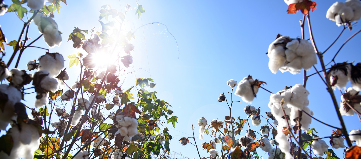 Cotton plants in a field with the bright sun and blue sky in the background.