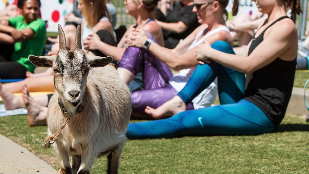 A goat stands among women stretching at a goat yoga event.