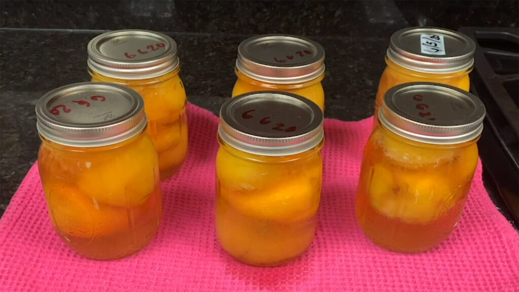 Six jars of pickled peaches are arranged on a kitchen countertop.