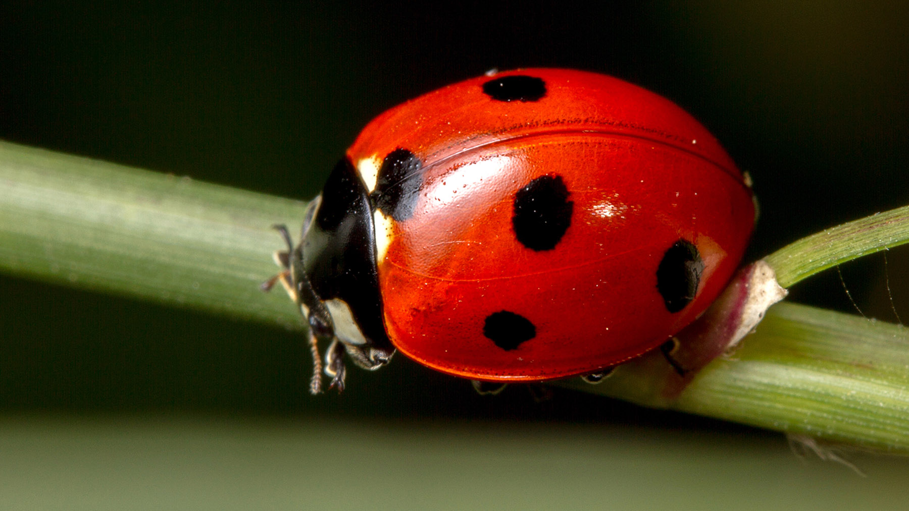 A ladybug perched on a blade of grass.