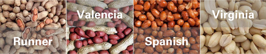 The four types of peanuts produced in the United States are Runner, Valencia, Spanish and Virginia.