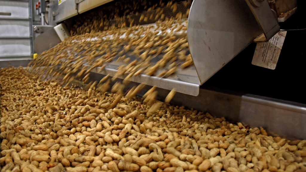 Sorted peanuts fall onto a conveyor belt in a packing facility in North Carolina.