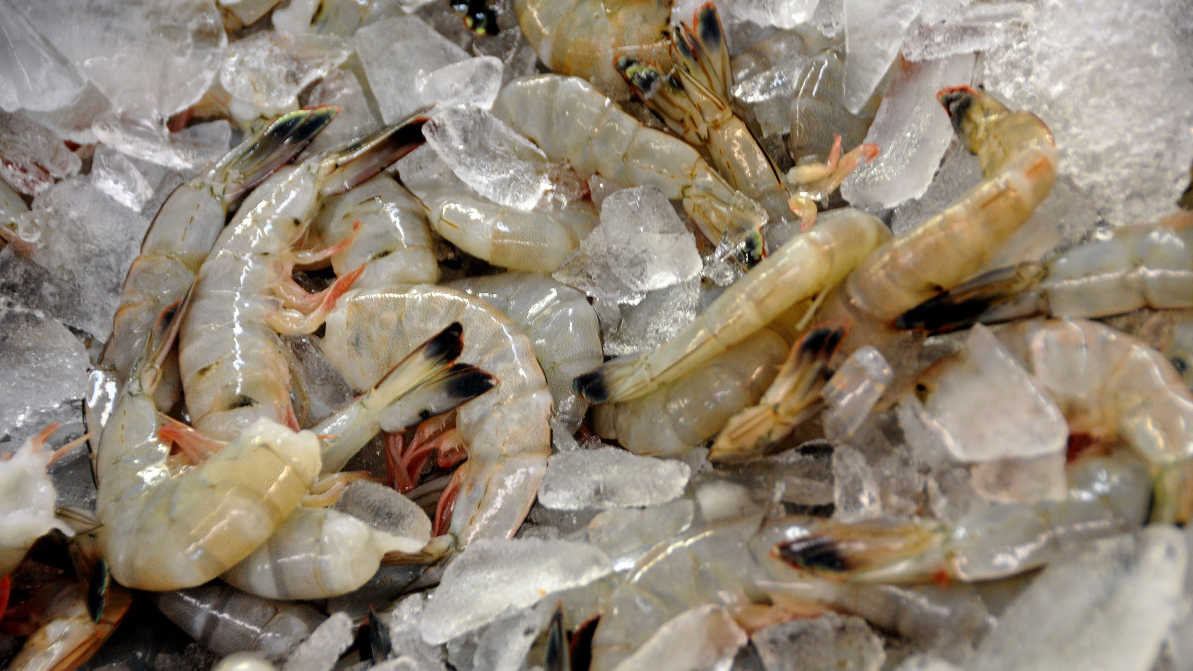 Fresh caught shrimp on ice at Capt'n Pete's Seafood Market in Holden Beach, North Carolina.