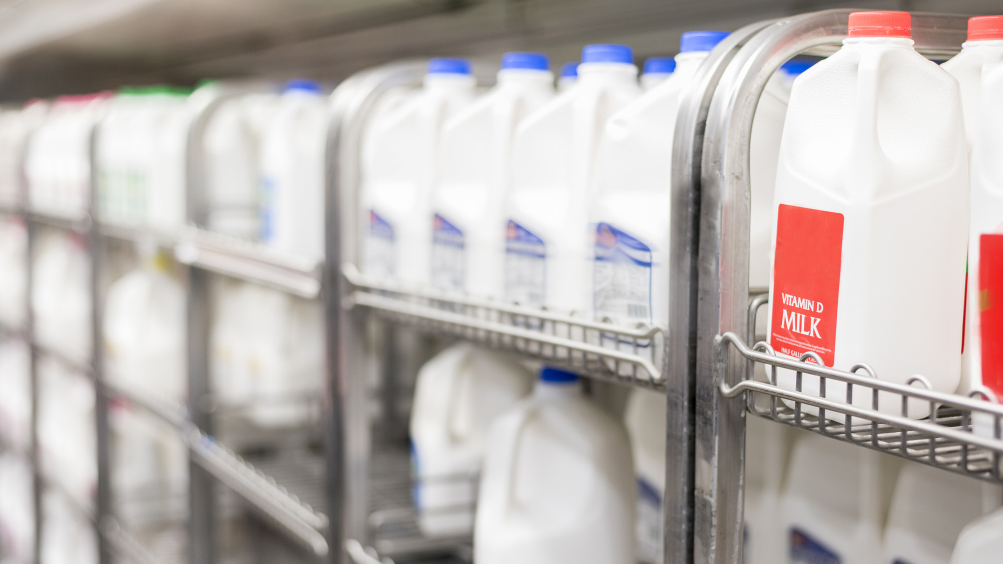 Rows of plastic milk jugs arranged in a refrigerated cooler at a grocery store.
