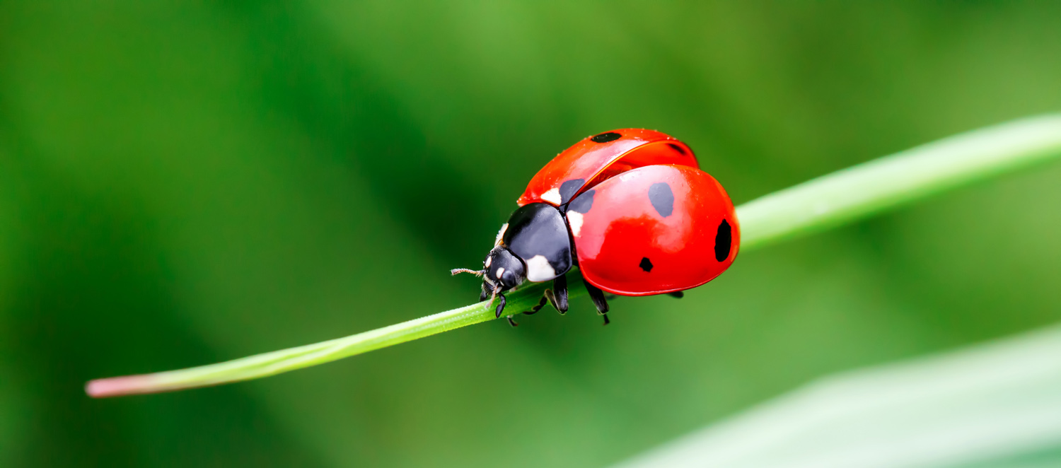 A ladybug perched on a blade of grass.