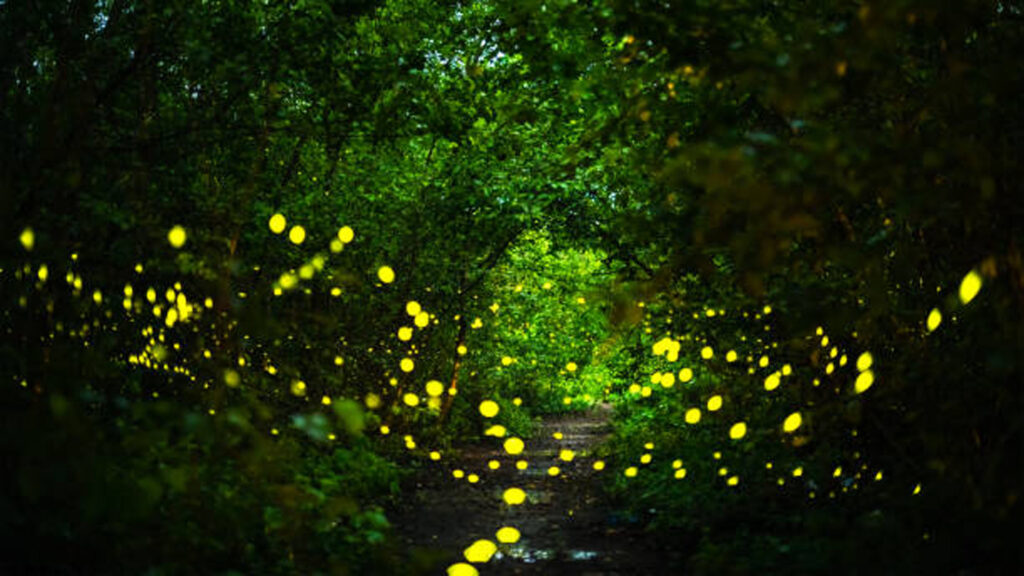 Fireflies or lightning bugs flying at night in the forest.