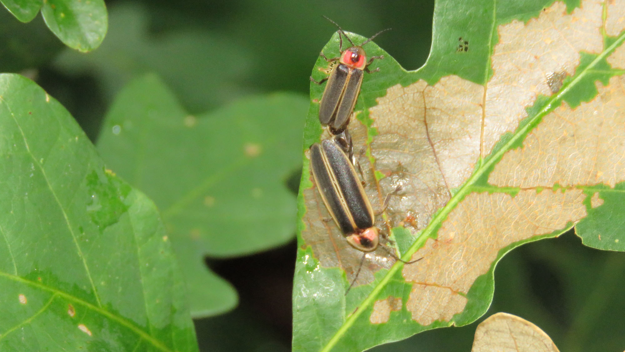 firefly insect flying