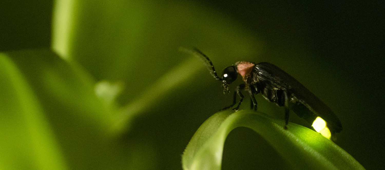 A firefly, or lightning bug, flashes its light while perched on a plant.