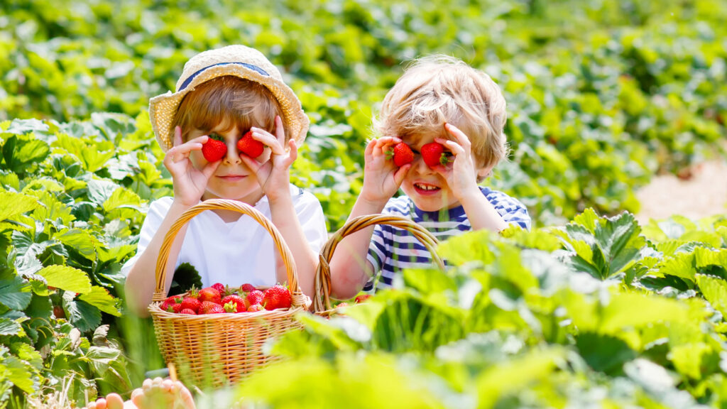 Two young brothers sitting in a strawberry field having fun while picking strawberries.